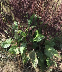 Rumex conglomeratus