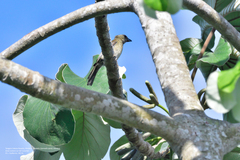 Spindalis zena benedicti