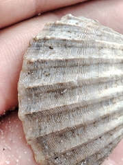 Acanthocardia paucicostata