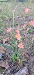 Moraea miniata