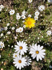 Dimorphotheca pluvialis
