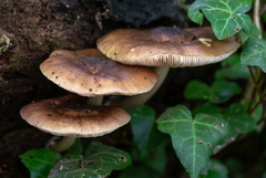 Pluteus