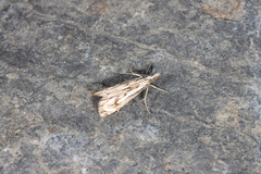Catoptria falsella