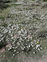 Dimorphotheca pluvialis