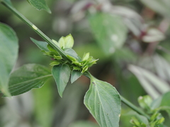 Dicliptera chinensis
