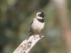 Passer melanurus melanurus