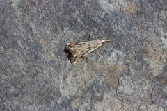 Catoptria falsella