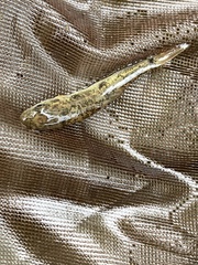 Catostomus commersonii