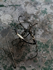 Hystrix africaeaustralis