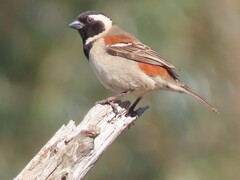 Passer melanurus melanurus