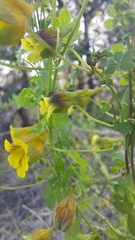 Tropaeolum brachyceras
