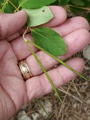 Apocynum androsaemifolium