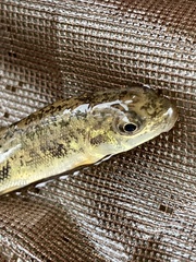 Catostomus commersonii