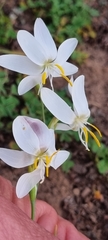 Hesperantha