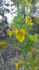 Tropaeolum brachyceras