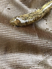 Catostomus commersonii