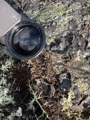 Sphaerophorus fragilis