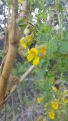 Tropaeolum brachyceras