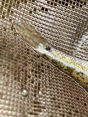 Catostomus commersonii