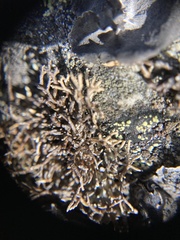 Sphaerophorus fragilis