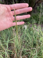 Bothriochloa longipaniculata