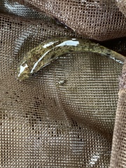 Catostomus commersonii