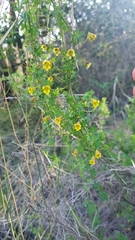 Tropaeolum brachyceras