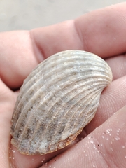 Acanthocardia paucicostata