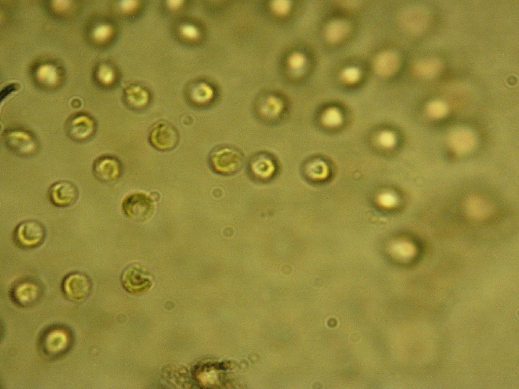 Uroglenopsis