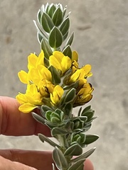 Xiphotheca fruticosa