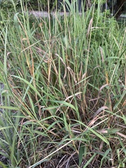 Bothriochloa longipaniculata