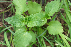 Lamium