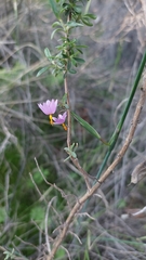 Olsynium scirpoideum