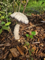 Agaricineae