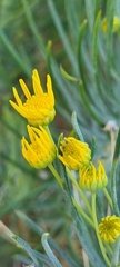 Euryops