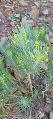 Euryops