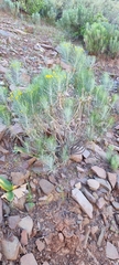 Euryops