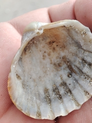Acanthocardia paucicostata