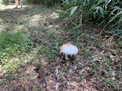 Amanita neo-ovoidea