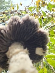 Agaricineae