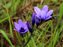 Babiana angustifolia