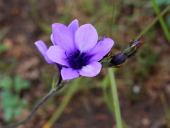 Babiana angustifolia
