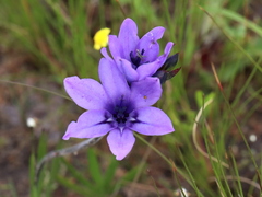 Babiana angustifolia