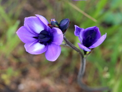 Babiana angustifolia
