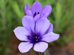 Babiana angustifolia