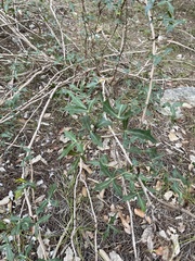 Berberis trifoliolata