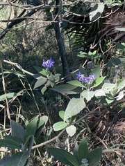 Solanum granulosoleprosum