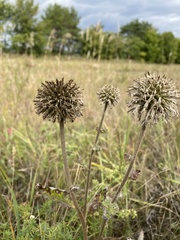 Echinops