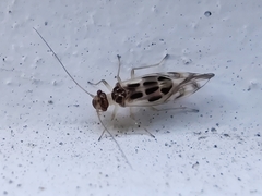 Graphopsocus