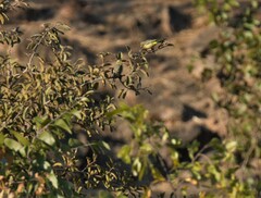 Crithagra mozambica